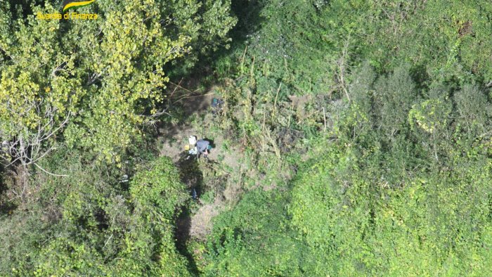 caserta sequestrati oltre 45 chili di droga e cinque piantagioni