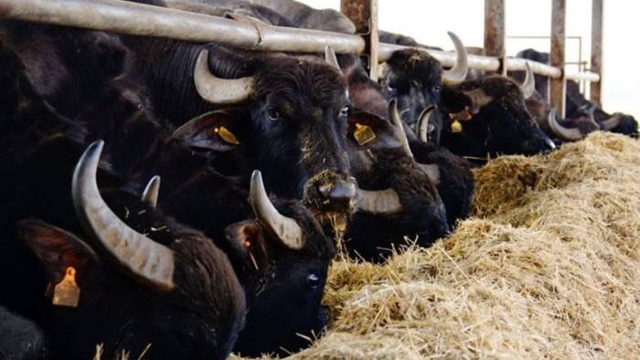 latte adulterato per la mozzarella di bufala dop condannato imprenditore