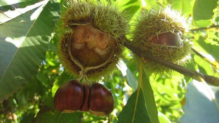 castagne quest anno la produzione e in calo ma la qualita e eccellente
