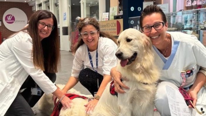 l irpinia carolina cimminiello nominata direttrice all ieo di milano