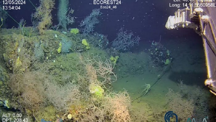 scoperta nel golfo di napoli una scogliera corallina a 500 metri di profondita