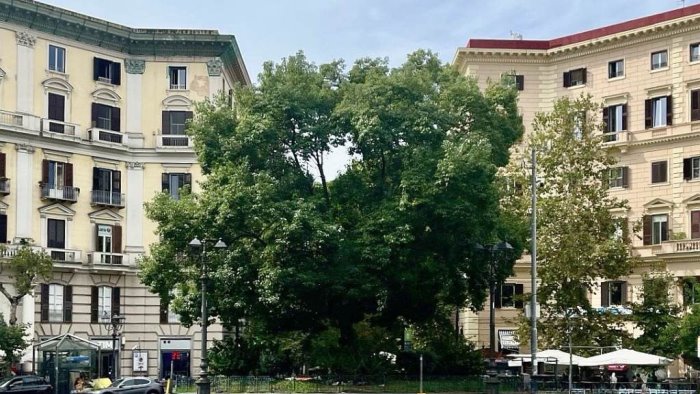 vomero piazza vanvitelli sos per l aiuola centrale