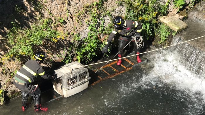 cagnolino caduto in un torrente e bloccato salvato dai vigili del fuoco foto