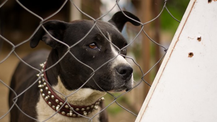 canile lager a castel volturno carabinieri salvano pitbull denutrito