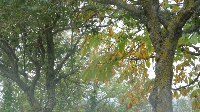 avellino ancora abbattimenti ora subito i nuovi alberi ecco le 5 proposte