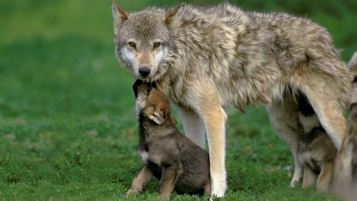 giovane lupa uccisa a candida a poche centinaia di metri dal centro abitato