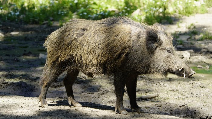 ottantenne aggredito da un cinghiale mentre raccoglie le olive
