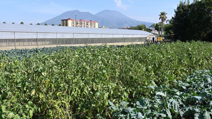 coltivare legalita le aziende coldiretti di napoli est raccontano il territorio
