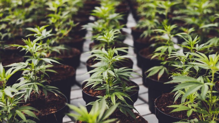 piantagione di cannabis in un casolare arrestato 78enne