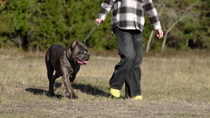 napoli cane trascinato per 6 km con una e bike due uomini denunciati