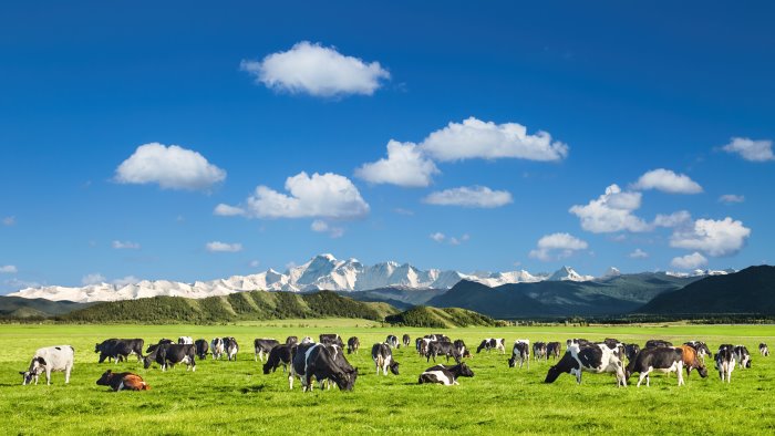 mandria di mucche al pascolo senza custodia intervengono i carabinieri
