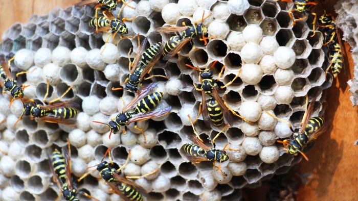 bimbi punti da vespe e calabroni a napoli allarme in parchi e scuole