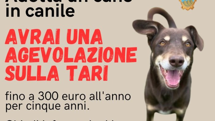 montella adotta un cane del canile comunale previsto uno sconto sulla tari