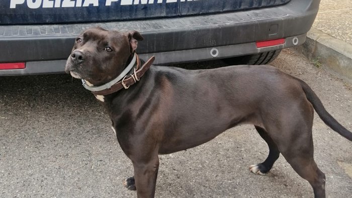 spike e tyson i cani della penitenziaria di avellino incubo degli spacciatori