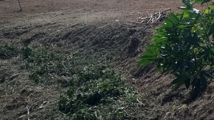 sbancata una vasta area di verde spontaneo vogliamo chiarezza