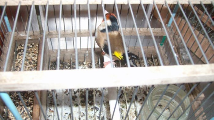 vendita illegale di cardellini sgominata banda perquisizioni anche ad avellino