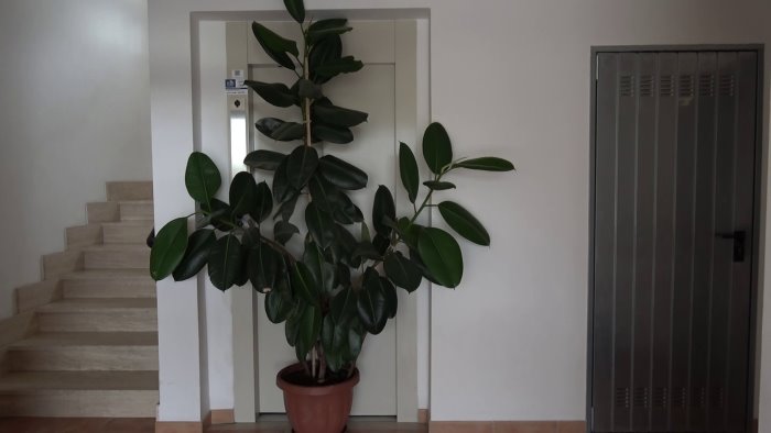 l ascensore e guasto donna ammalata e invalida prigioniera in casa