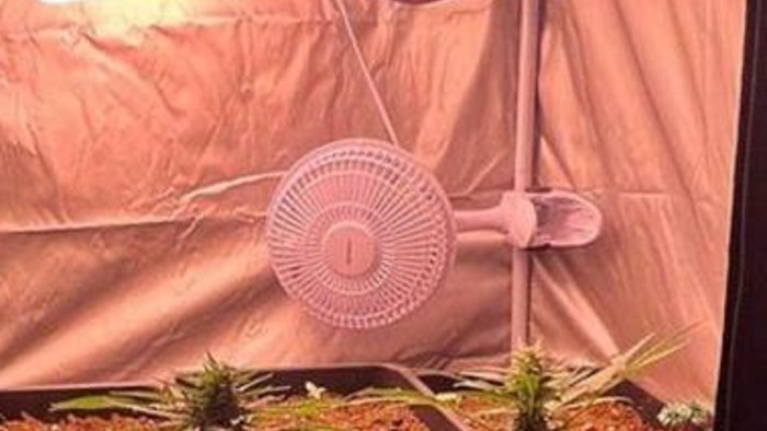 casalbore mini serra di cannabis in camera da letto ragazza nei guai
