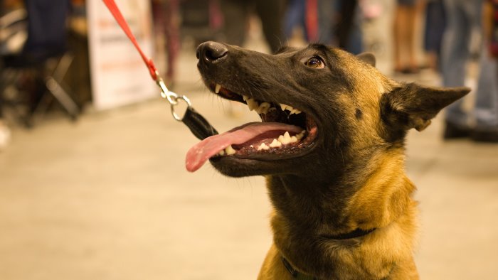 benevento si valuta l istituzione del nucleo cinofilo di polizia locale