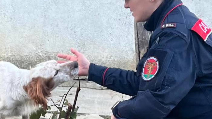 monteforte irpino maltrattamento di animali denunciato 59enne