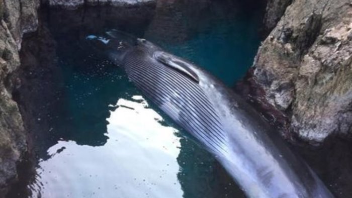 capri trovata morta una balena si attendono esami autoptici