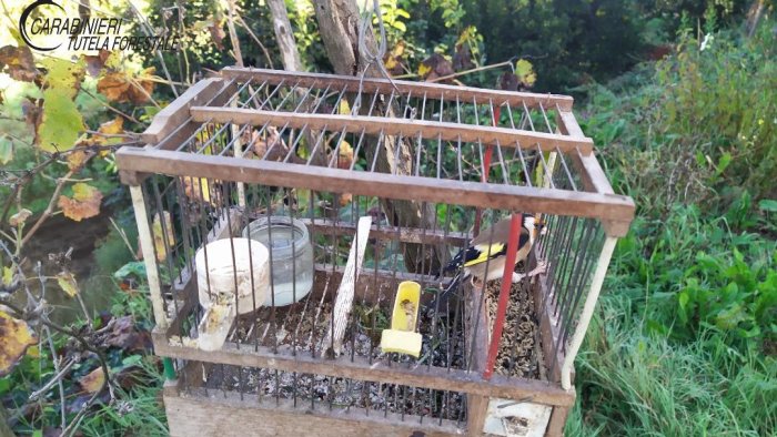 fucili munizioni e strumenti di cattura illegali 5 denunce