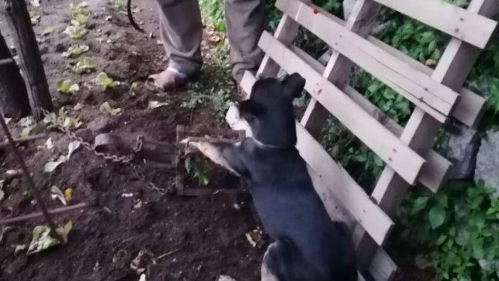 pogerola cagnolino intrappolato da un bracconiere