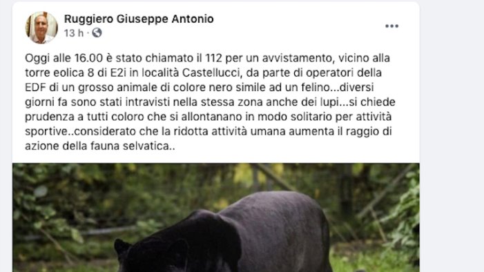 il sindaco grosso animale nero avvistato nelle campagne