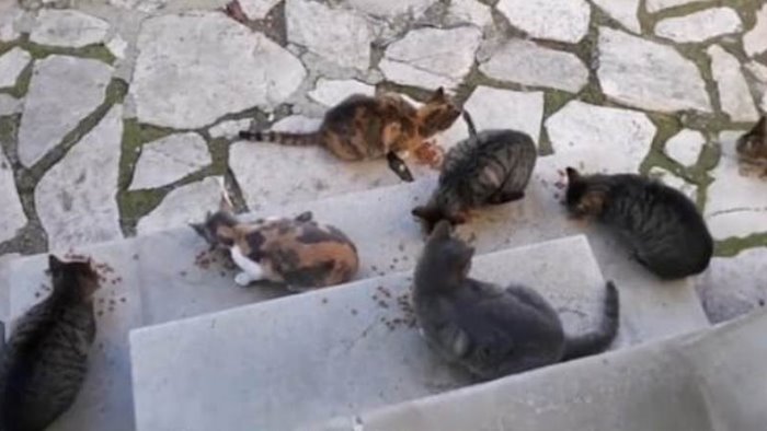 sos colonia felina appello urgente a comune e asl da bisaccia