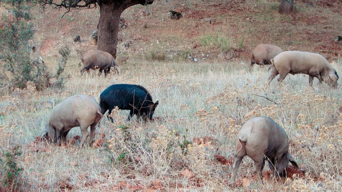 cinghiale e maiali allevati illegalmente denunciato