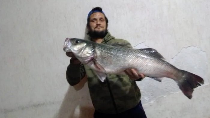 sapri pescata una spigola record da 80 centimetri e 9 chili
