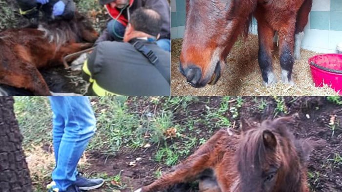 cava pony legata e abbandonata il sindaco ringrazia i volontari che la curano