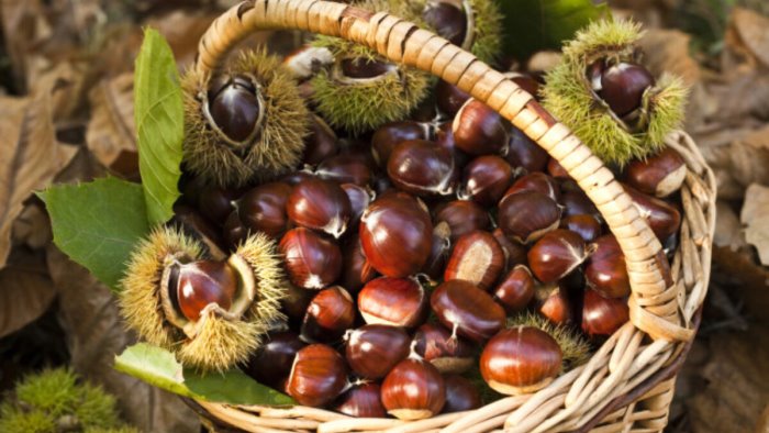 castagne raccolta 2021 produzioni instabili e prezzi poco remunerativi