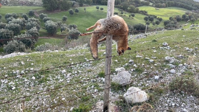volpe morta su una recinzione scoperta ad auletta dalla guardia agroforestale