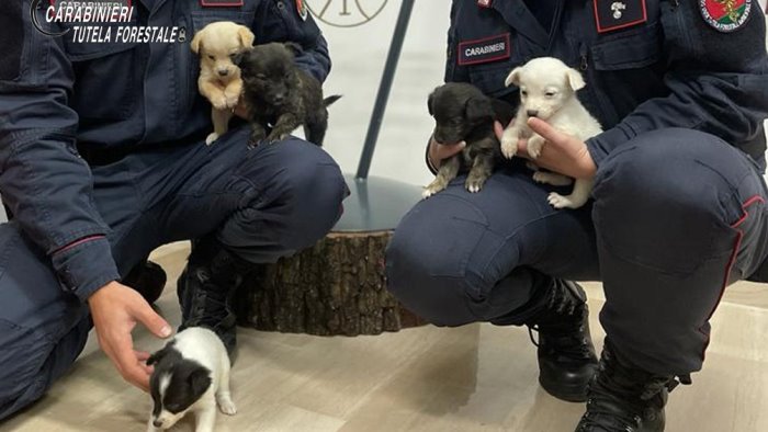 cuccioli di cane abbandonati a lacedonia salvati dai carabinieri forestali
