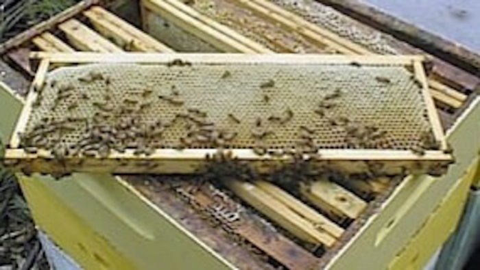 furto di arnie contenenti api a nocera inferiore arrestati due giovani