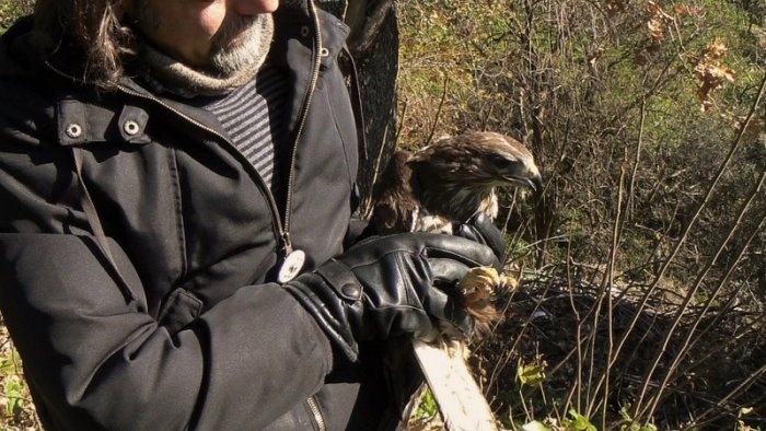 piano di sorrento la poiana soccorsa dal wwf e stata rimessa in liberta