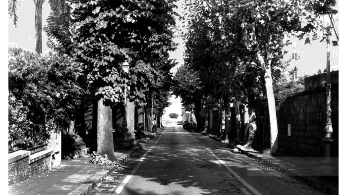 sant agnello il wwf al sindaco coppola salviamo i platani di via crawford