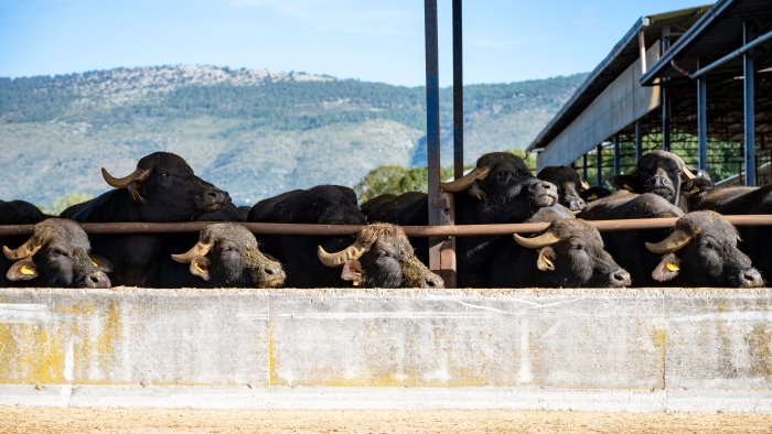 brucellosi il tar respinge il ricorso degli allevatori casertani