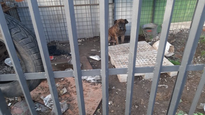 rinchiuso in un recinto tra i rifiuti salvato un cane dal degrado a bellizzi