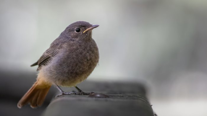 controlli sull attivita venatoria 2 denunce per uso di richiami elettronici