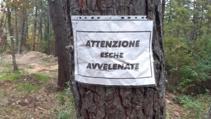 greci attenzione esche avvelenate strani cartelli da parte di ignoti