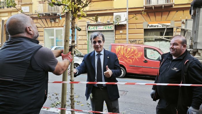 napoli entro fine anno oltre 3mila nuovi alberi e quasi 2000 arbusti