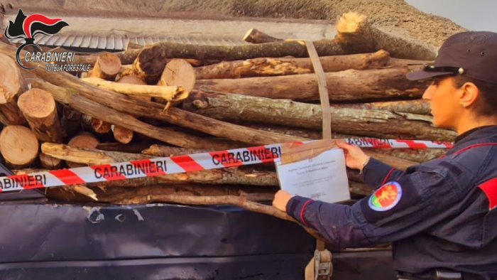 ospedaletto denunciato per furto di legna e distruzione di bellezze naturali