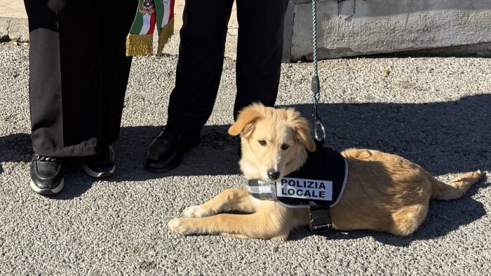 un agente a quattro zampe nel comando di polizia locale di castel san giorgio