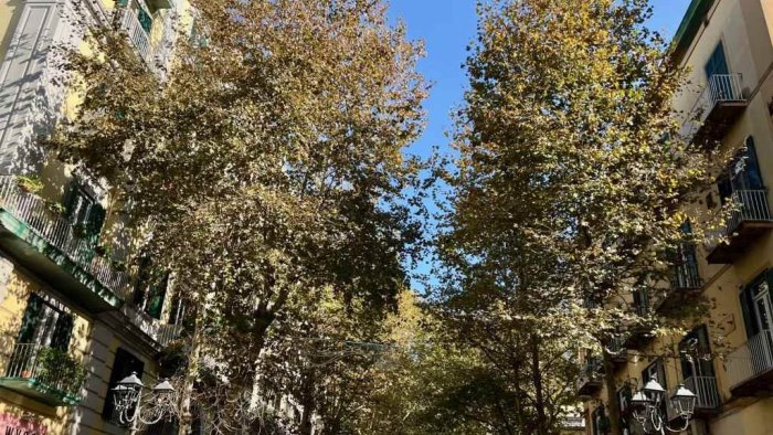 napoli appello dal vomero per la potatura dei platani storici
