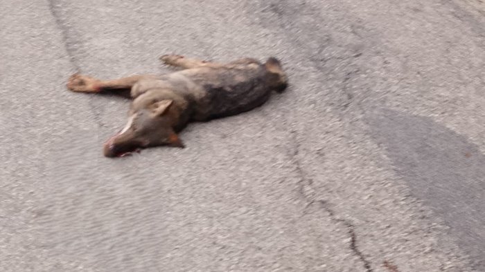 montecalvo irpino esemplare di lupo investito mortalmente