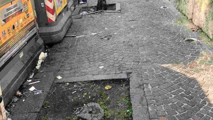 giornata nazionale degli alberi al vomero la potatura resta un tabu