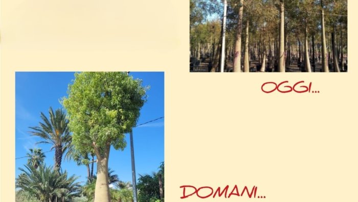 piano di sorrento messa a dimora di due alberi nel parco di villa fondi