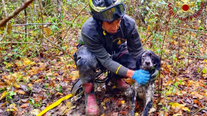 bisaccia cane cade nel pozzo profondo dieci metri recuperato grazie al saf